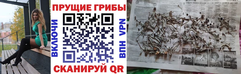 где можно купить   Облучье  Псилоцибиновые грибы мухоморы 